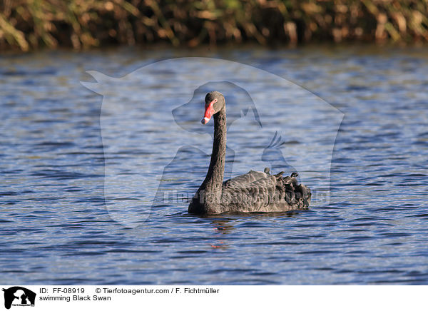 schwimmender Trauerschwan / swimming Black Swan / FF-08919