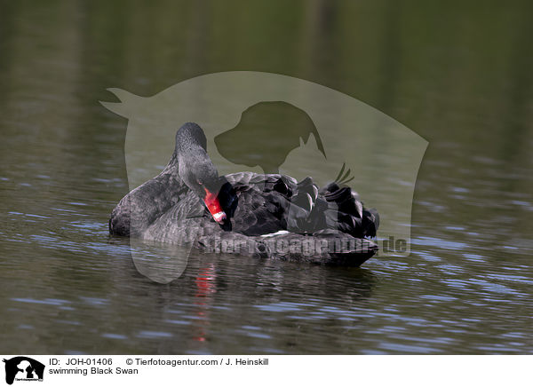 schwimmender Trauerschwan / swimming Black Swan / JOH-01406