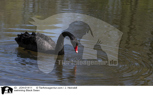 swimming Black Swan / JOH-01411
