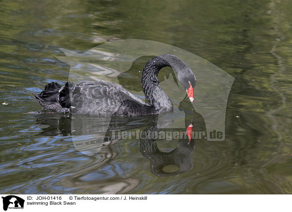 schwimmender Trauerschwan / swimming Black Swan / JOH-01416