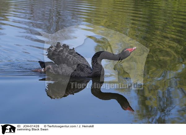 swimming Black Swan / JOH-01428