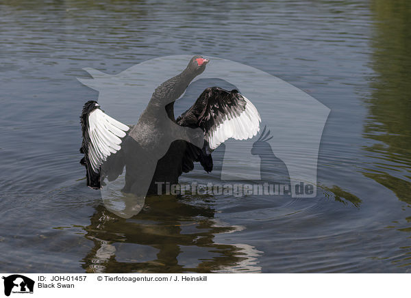 Trauerschwan / Black Swan / JOH-01457