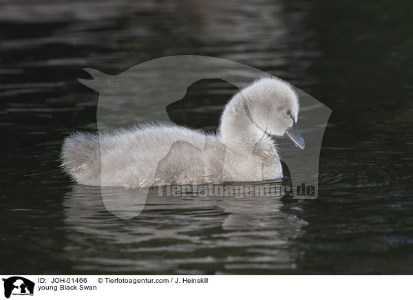 junger Trauerschwan / young Black Swan / JOH-01466