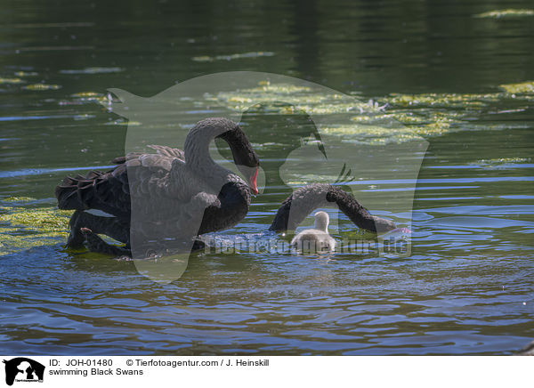 swimming Black Swans / JOH-01480
