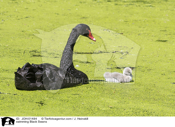 swimming Black Swans / JOH-01484