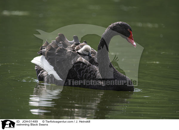 swimming Black Swans / JOH-01489