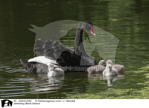 schwimmende Trauerschwne / swimming Black Swans / JOH-01493
