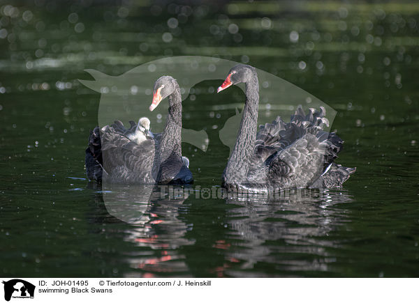 swimming Black Swans / JOH-01495