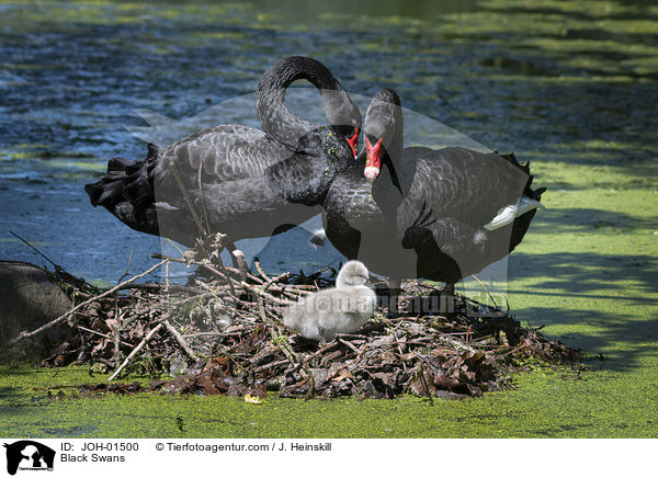 Trauerschwne / Black Swans / JOH-01500