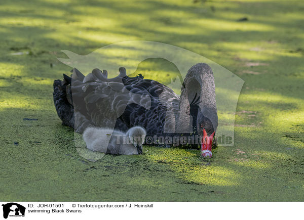 schwimmende Trauerschw�ne / swimming Black Swans / JOH-01501