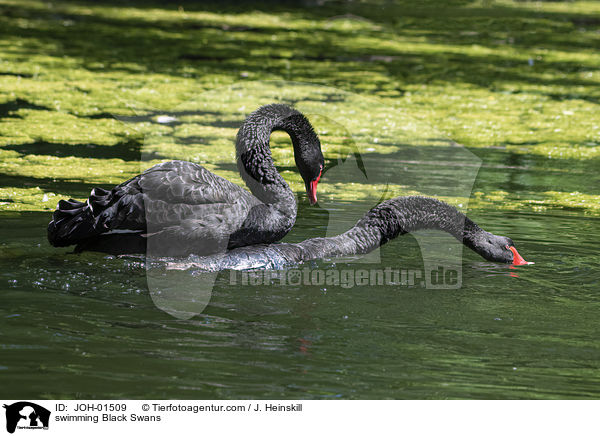swimming Black Swans / JOH-01509