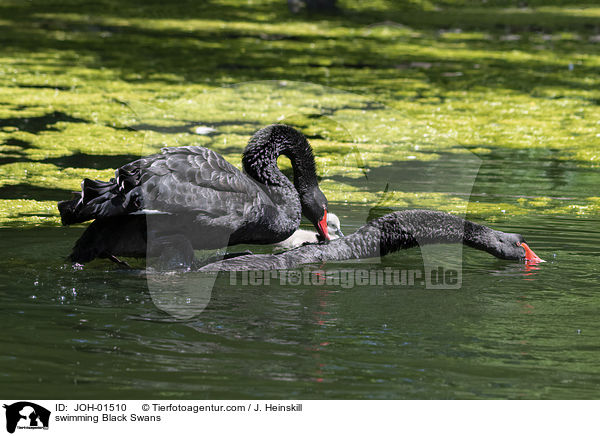 schwimmende Trauerschwne / swimming Black Swans / JOH-01510