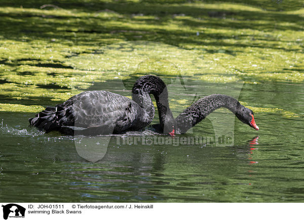 schwimmende Trauerschwne / swimming Black Swans / JOH-01511
