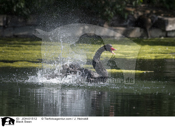 Trauerschwan / Black Swan / JOH-01512