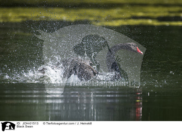 Trauerschwan / Black Swan / JOH-01513