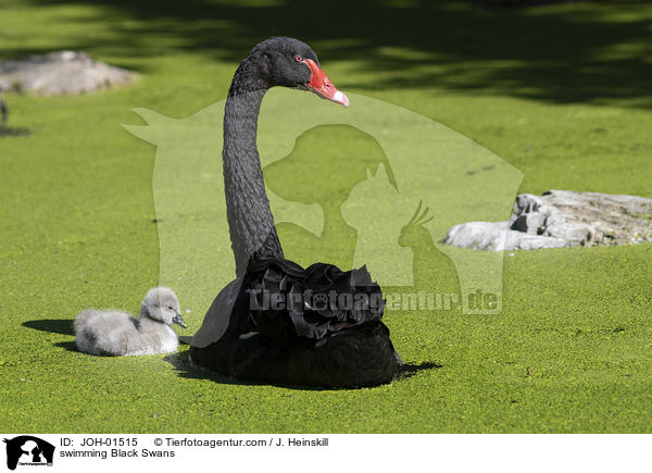 swimming Black Swans / JOH-01515