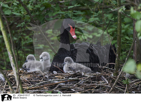 Trauerschwne / Black Swans / JOH-01517