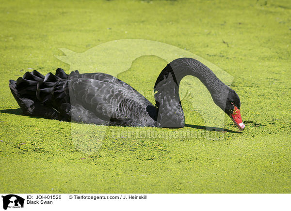 Black Swan / JOH-01520