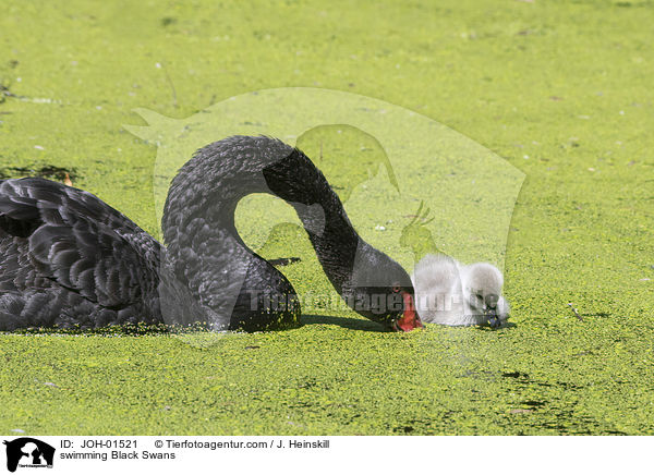 swimming Black Swans / JOH-01521
