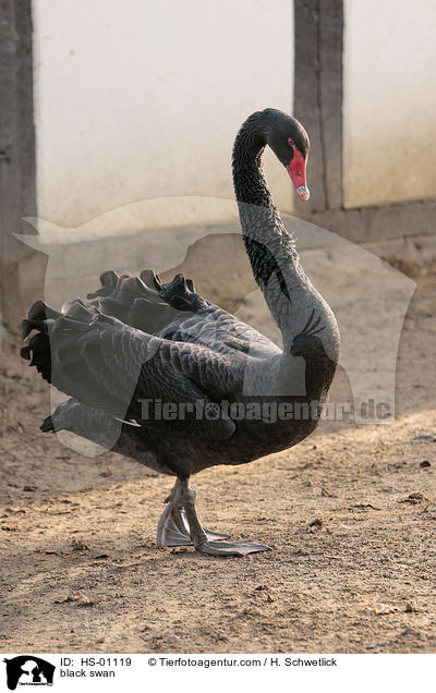 black swan / HS-01119
