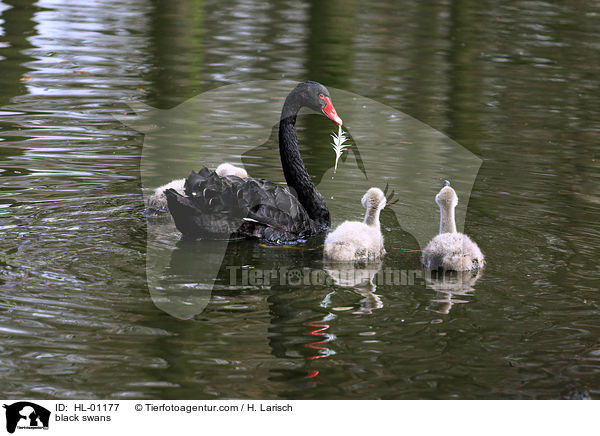 Trauerschwne / black swans / HL-01177