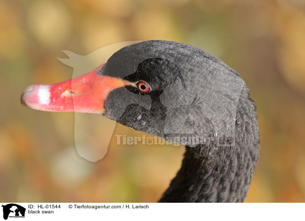 Trauerschwan / black swan / HL-01544