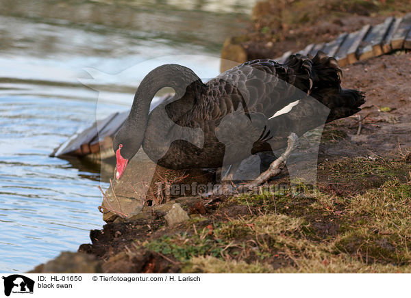 black swan / HL-01650