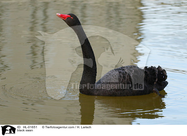 black swan / HL-01651