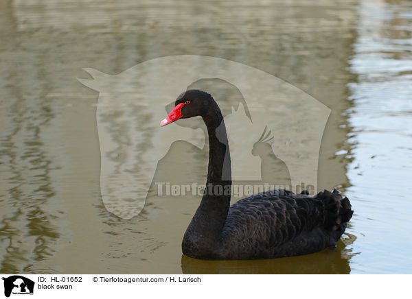black swan / HL-01652