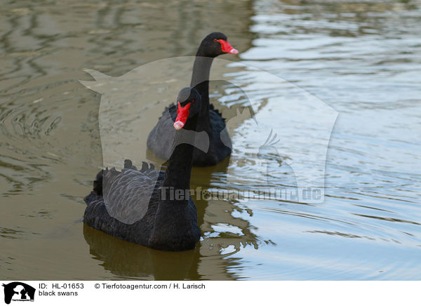 black swans / HL-01653