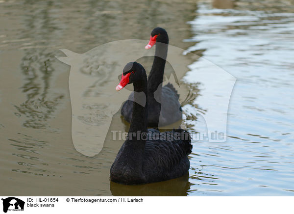 black swans / HL-01654