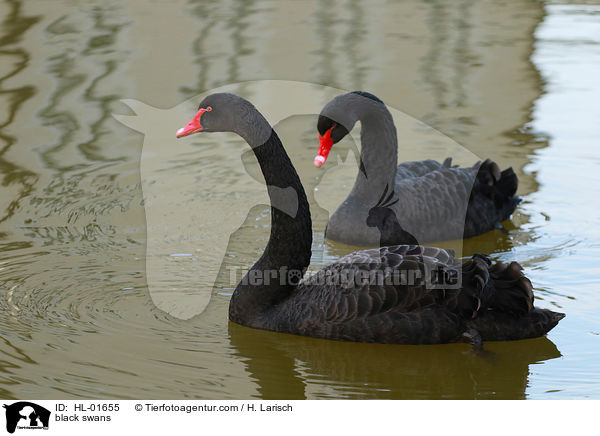 Trauerschwne / black swans / HL-01655
