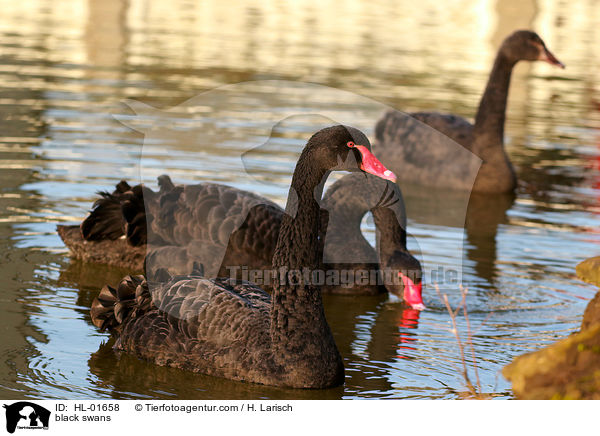 black swans / HL-01658