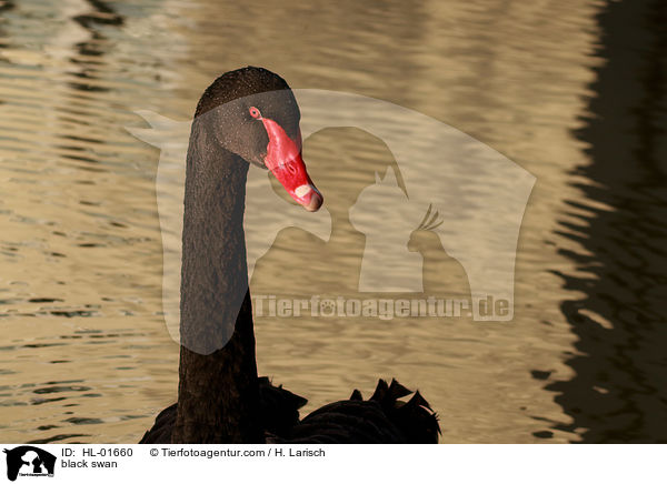 black swan / HL-01660