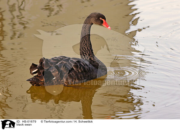 Trauerschwan / black swan / HS-01679