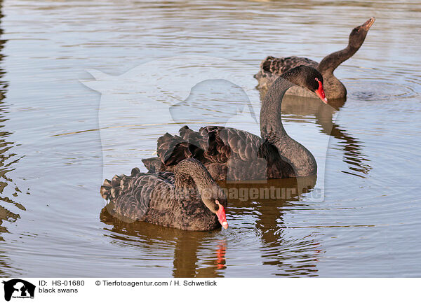 Trauerschwne / black swans / HS-01680