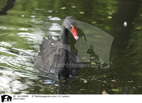 Trauerschwan / black swan / HL-03968
