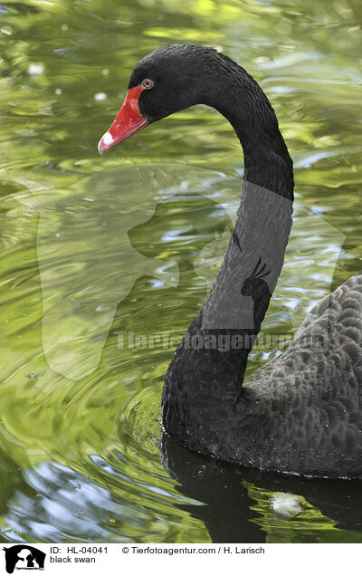 Trauerschwan / black swan / HL-04041