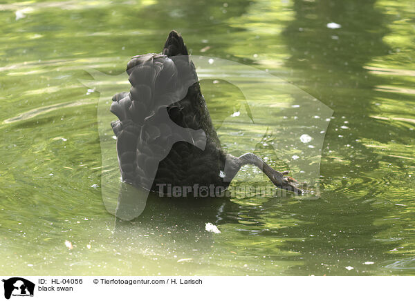 Trauerschwan / black swan / HL-04056
