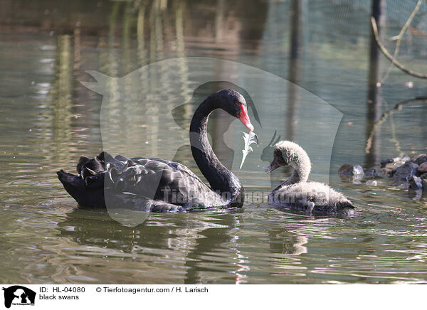 Trauerschwne / black swans / HL-04080