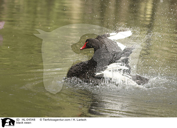 Trauerschwan / black swan / HL-04548