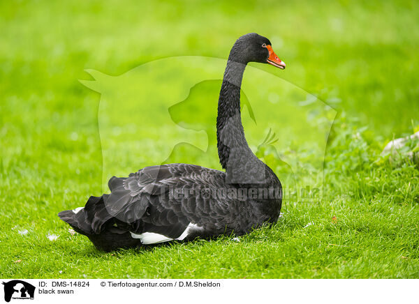 Trauerschwan / black swan / DMS-14824