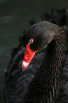 black swan