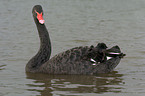 black swan