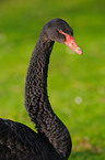 black swan