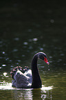 black swan