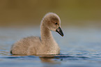young black swan