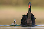 black swans