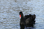 black swan