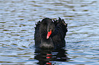 black swan